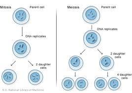 As an embryo develops the cells become specialized and regulated so that they divide and multiply at the exact rate required to form a perfect body.