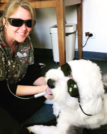 Henri has laser therapy