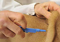 microchip being inserted