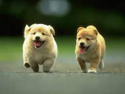 Two puppies running.